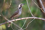 Helmeted Friarbird